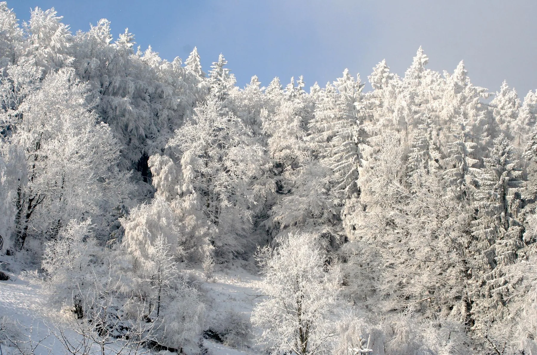 Ośnieżony las w Karkonoszach